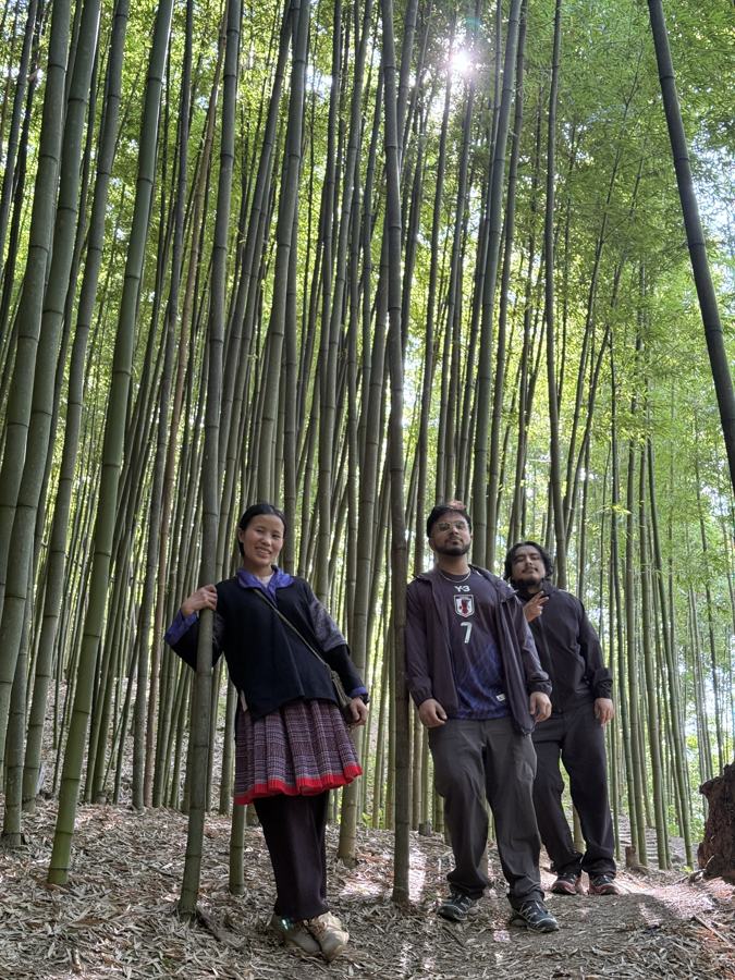 Bamboo forest