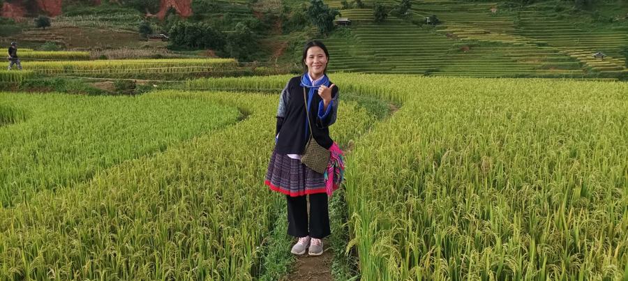 Ripe rice fields